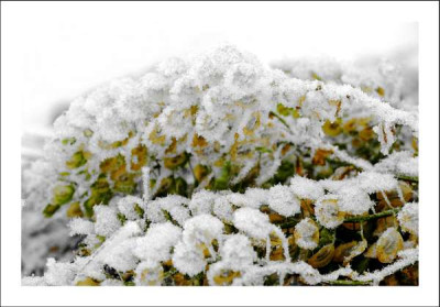 Verbluhtes_Hirtentaschel_3__04-02-06.jpg