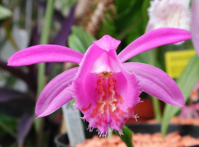 Pleione1.jpg