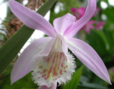 Pleione2.jpg