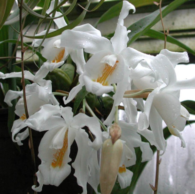 Coelogyne_cristata_1.jpg