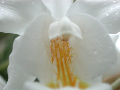 Coelogyne_cristata_2.jpg