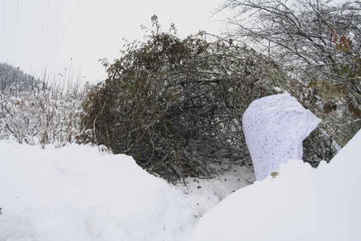 Schneekatastrophe-1.jpg