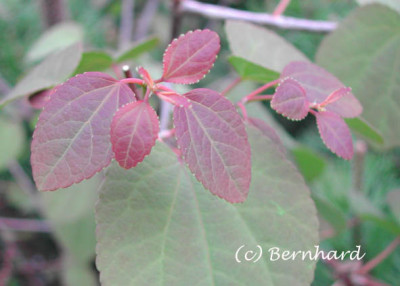 cercidiphyllum_japonicum_austrieb.jpg