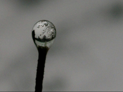 Tropfen-grau-in-grau-klein-gespiegelt.jpg
