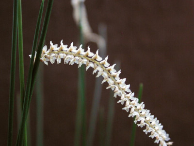 Dendrochilum_tenellum_2.jpg
