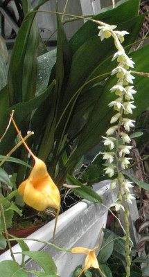 Dendrochilum_cobbianum_1.jpg