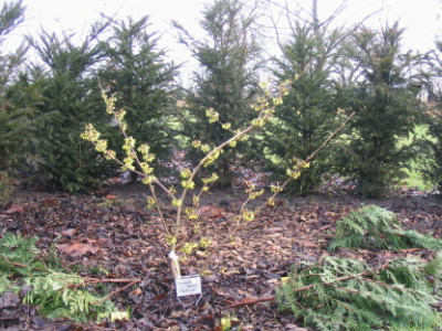 HamamelisPallida06.jpg