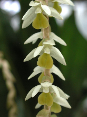 Dendrochilum_cobbianum_2.jpg