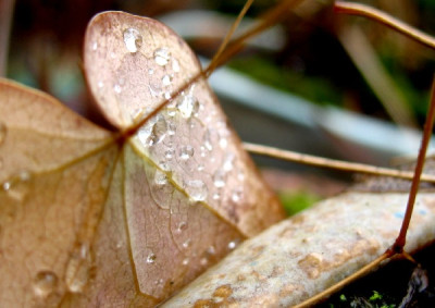 Epimedium_Drops2.jpg