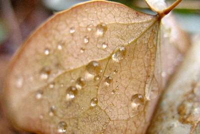 Epimedium_Drops3.jpg