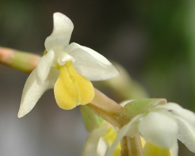 Dendrochilum_cobbianum_3.jpg
