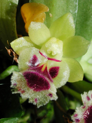Haraella_odorata.jpg