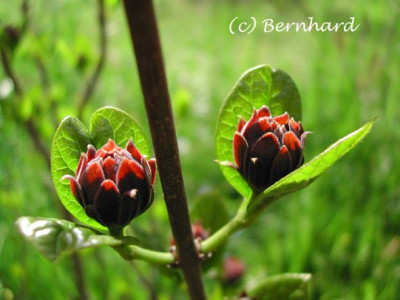 calycanthus_floridus.jpg