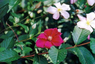Weigelie_EM_Mutabilis_web.jpg