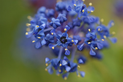 saeckelblume_offen_4683.jpg