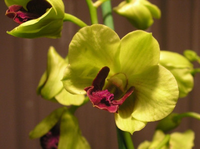 Dendrobium-Emma-Type-k.jpg