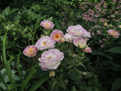 R.ice blush 15.JPG