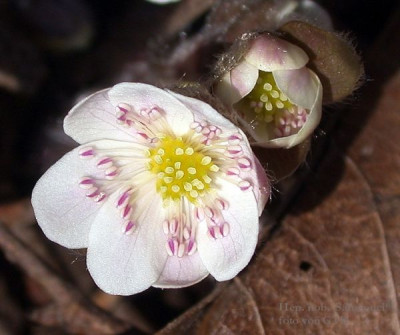 Hepatica_nobilis_Typ_Sanssouci_20011.jpg