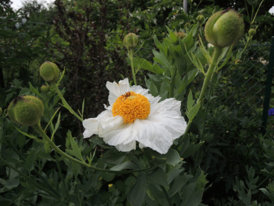 Romneya Coulteri15.JPG