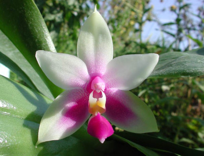 Phalaenopsis_amabilis_x_violacea.jpg