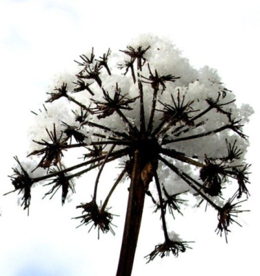 Angelica_gigas_Feb_06-k.jpg