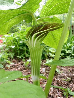 05100010_eArisaema_amurense_braun.JPG