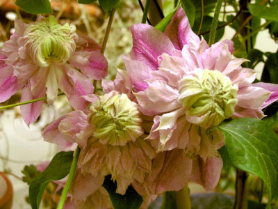 Josephine-in-der-Waschkueche-k.jpg