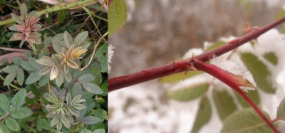 2005_rosa_majalis.jpg