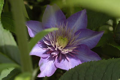 clematis_multiblue_4679.jpg