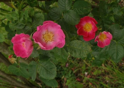 2005-06_rosa_canina_Kiese.jpg