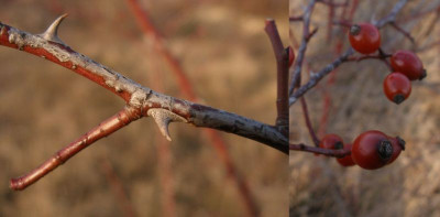 2005-12-26_rose_mannersdorf_steinbruch.jpg