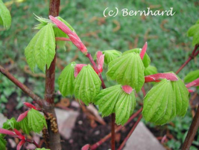 acer_shirasiwanum_aureum.jpg