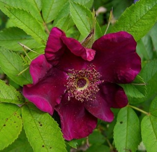 basyes_purple_rose_4.jpg