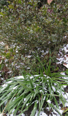 Sternbergia_im_Winter_F.jpg