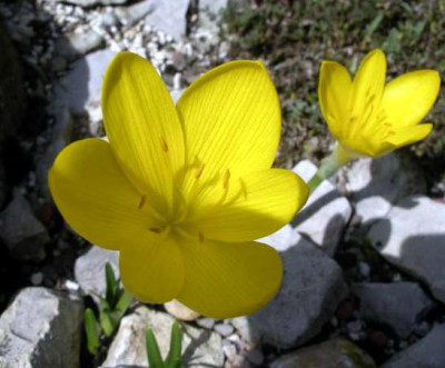 Sternbergia_lutea_2005-09-20.JPG