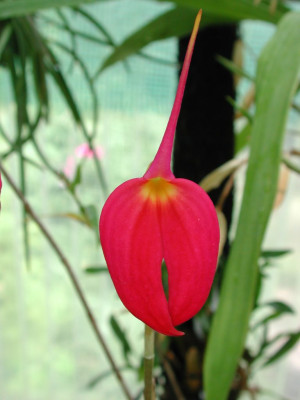 Masdevallia_coccinea.jpg