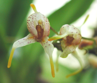 Masdevallia_caloptera.jpg