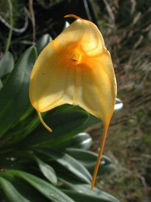Masdevallia_Kimballiana.jpg