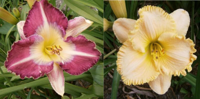 Ruckus x Silence of the Lambs Geschwister.jpg