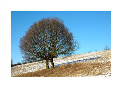 Baumansichten_3_29-01-06.jpg