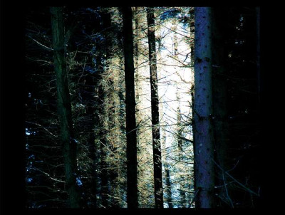 Baumansichten_4_29-01-06.jpg