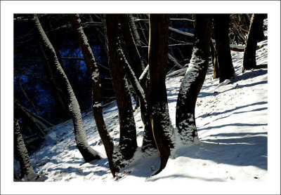 Baumansichten_5_29-01-06.jpg