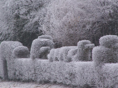muenster-weissdornhecke-rei.jpg