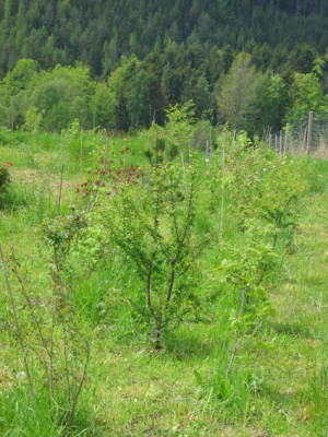 hecke_aus_heimischen_gehol.jpg