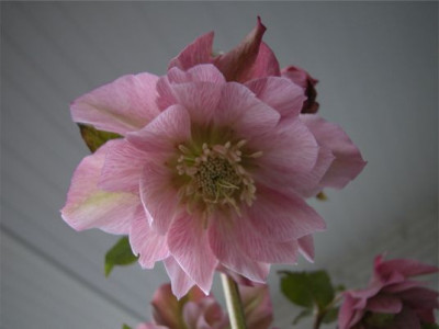 Helleborus_-_gefuellt.jpg