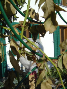 DSC05628.JPG