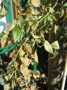 DSC05629.JPG