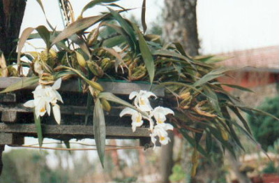 Coelogyne_Kathmandu.JPG