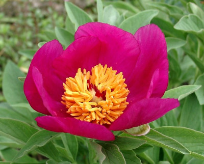 05100001_ePaeonia_mascula_ssp_triternata_Blute2x.JPG