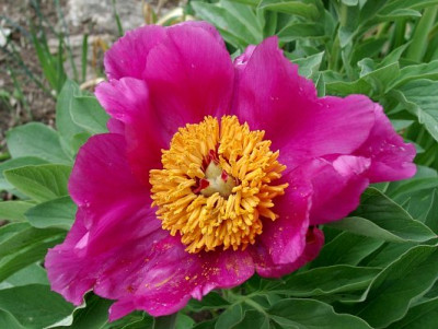 05100003_ePaeonia_mascula_ssp_triternata_Blute3x.JPG